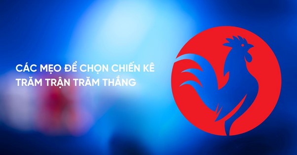 Mẹo chọn chiến kê trăm trận trăm thắng